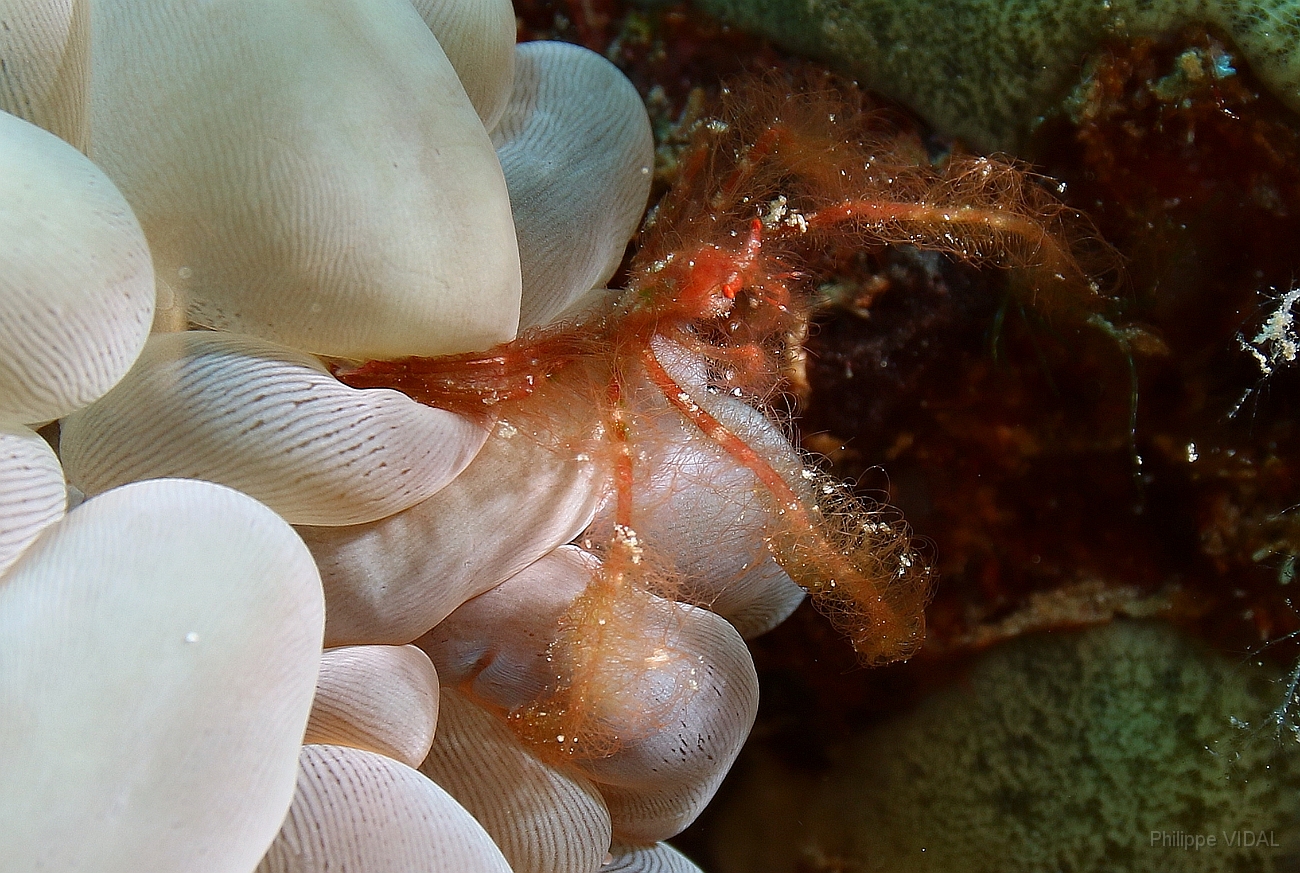 Raja Ampat 2016 - Achaeus japonicus or Oncinopus sp1 - Oranguton crab - Crabe orang outan - IMG_4638_rc.jpg